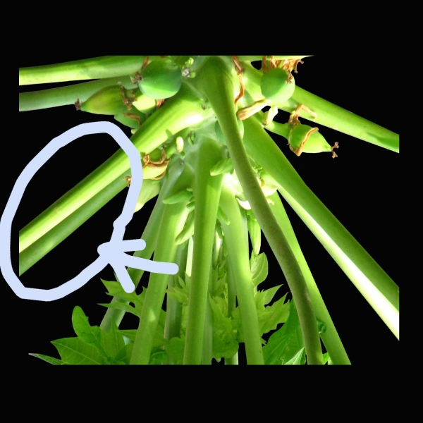 Creation of psychadelic plant: Step 8